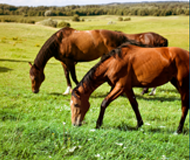 lintwormen bij paarden lintwormen bij paarden