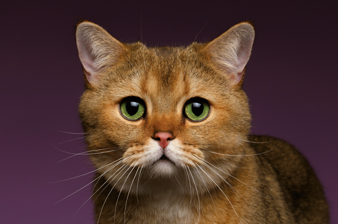 kat
