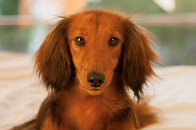 honden