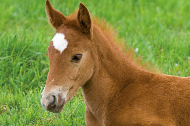 paarden