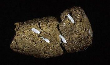 Hond - Wormen | Zoetis