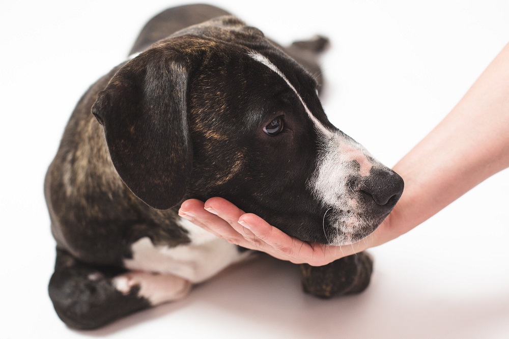 progressief straf pianist Heeft mijn hond vlooien en wat doe ik er aan? | Tips en Advies Zoetis