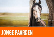 planifier horse image
