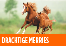 planifier horse image