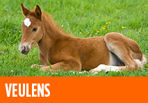 planifier horse image
