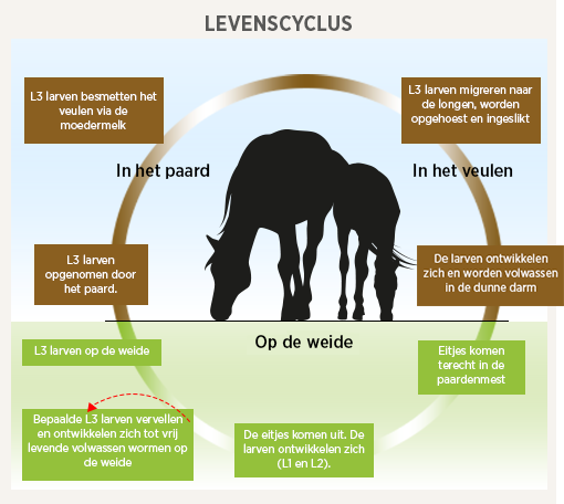 Westeri Schema