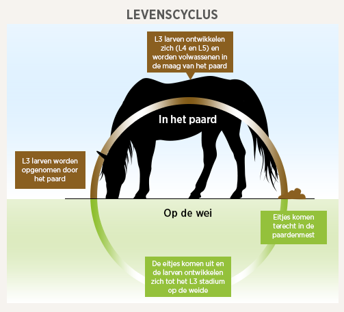 tricho chart image